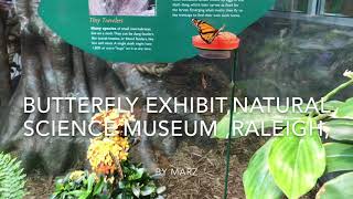 Butterfly Exhibit At Natural Science Museum, Raleigh, NC By Marz