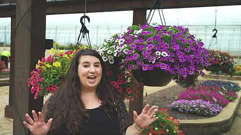 2020 Virtual Trial Garden Tour 6 - Hanging Baskets