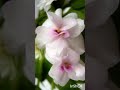 Little short slide show of a few old pictures of violets 15