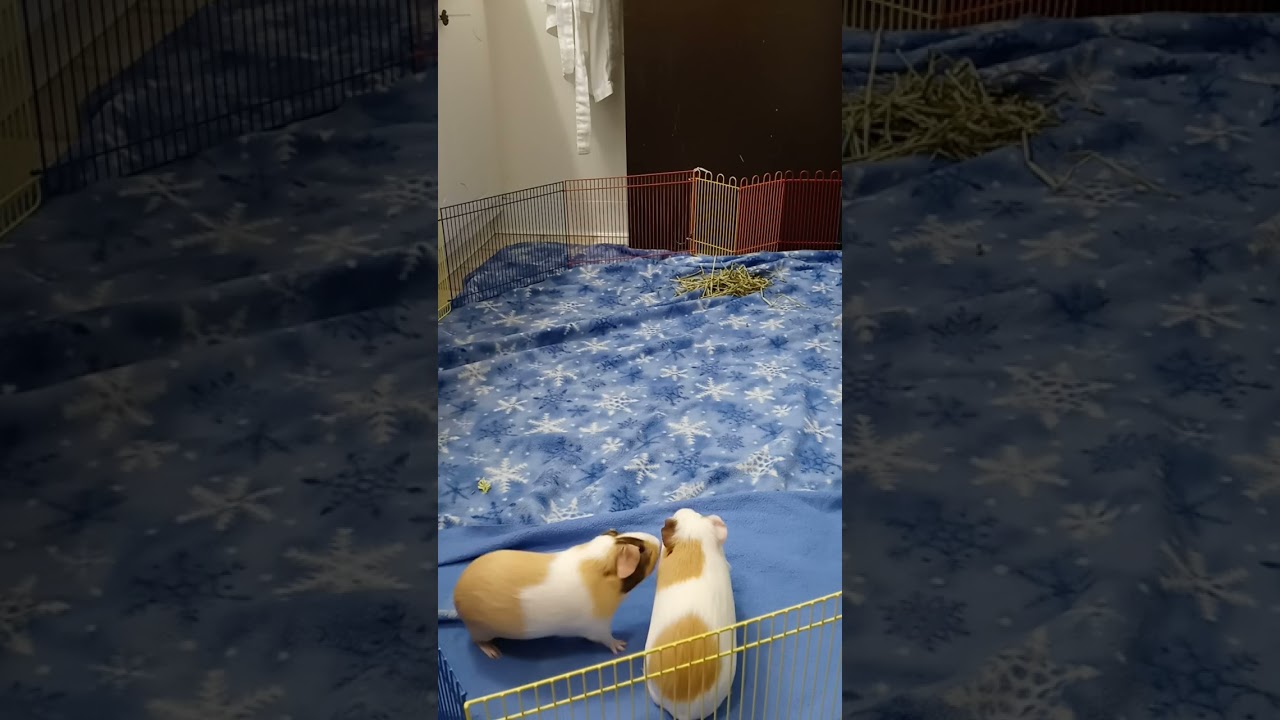 Recorded video of princesses