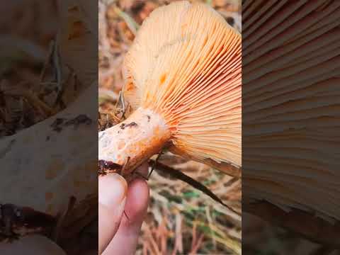 Рыжик еловый (Lactarius deterrimus) short #shorts