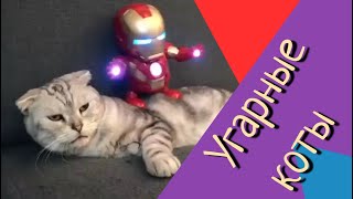 Самые смешные коты | Угарные коты | подборка приколов #1