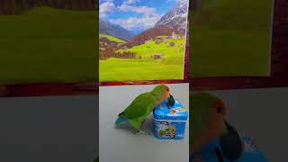 Bird Training : Smart Lovebird Parrot | Smart Little Cute Parrot #Training #Smartparrot #Cute