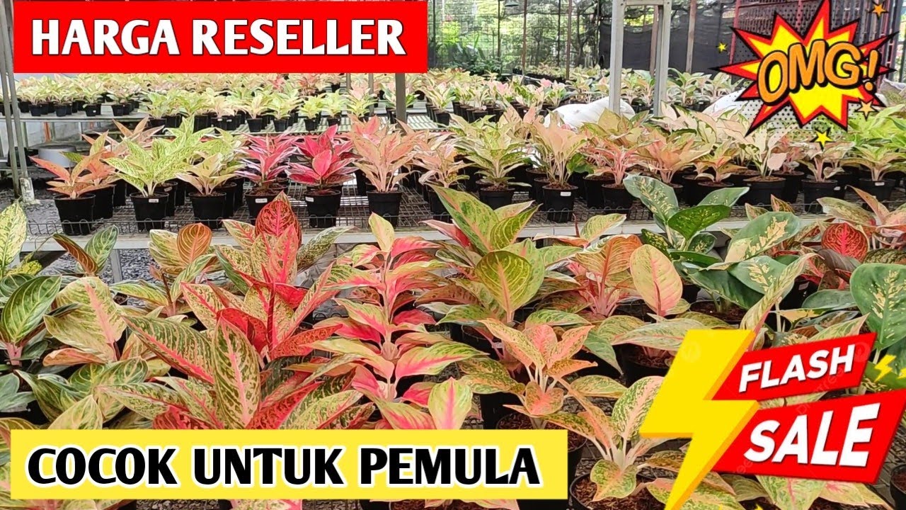 Aglaonema Harga Reseller‼️Murah, Cantik, Cocok Untuk Pemula ~ 81