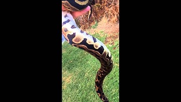 Ball Python Morphs: Leopard