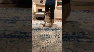 Corgi Loves Trick Training #shorts #corgi