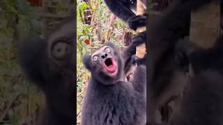 Kirain Bunyi Balon🤣😱#feedshorts #comedy #shorts