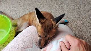 Good morning! #fox #wildlife #cuteanimals #cute #squirrel #viral #vlog #fyp #mylife