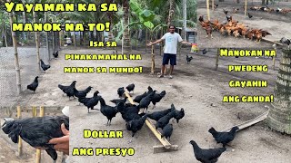 YAYAMAN KA SA MANOK NA TO | ISA SA PINAKAMAHAL NA MANOK SA MUNDO | MANOKAN NA PWEDENG GAYAHIN