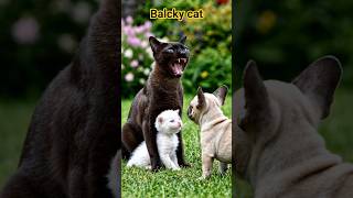 cat is fighting for kid😍 #dog #cat #shorts