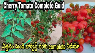 How To Grow Cherry Tomatoes | చెర్రీ టమాట బాగా కాయాలంటే