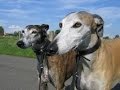 Spanish Greyhound の動画、YouTube動画。