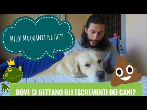 Video: Perché il mio cane ha iniziato improvvisamente a urinare sui mobili?