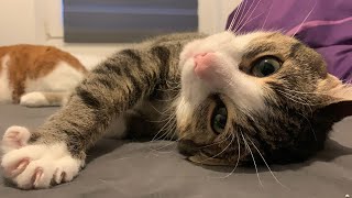 Cute Playing | CAT VLOG #80