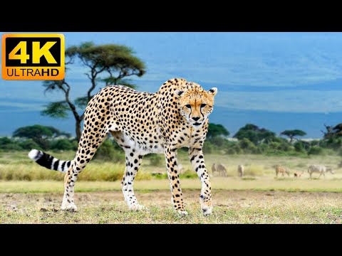 Kafue National Park Real Sounds of Africa