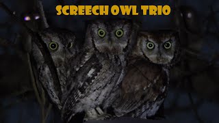 Screech Owl Trio, West Virginia's Night Guards!