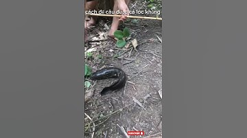 Câu cá lóc khủng bằng vịt