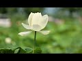 ✨ 15 Minute Deep Meditation Music 🌙 Calm Mind • Stress Relief • Inner Peace 🧘‍♀️