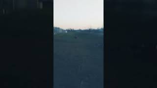 Me and gage chasing a duck(goose)