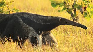 5 Incredible Anteater Facts | Anteater Appearance and Behavior | Does an anteater eat ants?
