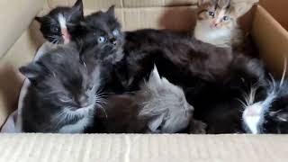 Мама-кішка та п'ятеро кошенят: ці незвичайні «пасажири» живуть у залізничному вагоні у Первомайську