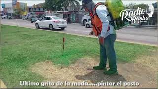 El último grito de la moda ; pintar los pastos de los camellones en Veracruz