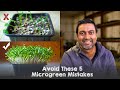 Avoid these 5 microgreen growing mistakes