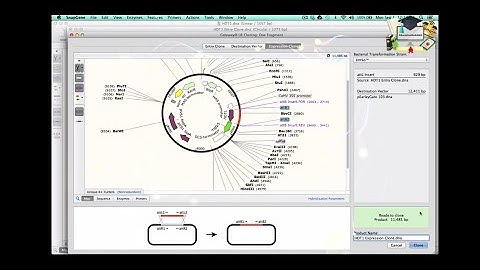 Class6: Gateway Cloning || SnapGene