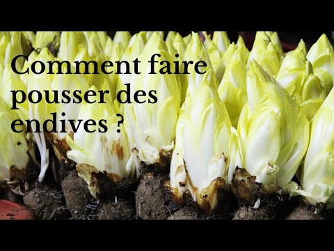 Vidéo: Conseils pour cultiver la laitue endive