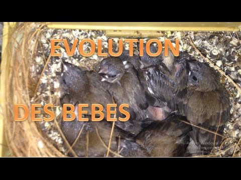 Repro Evolution De Bebes Padda Moineaux Du Japon Et Diamant Mandarin Youtube