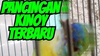 KINOY MASTERAN TERBARU // TES GURU VOKAL JAMIN AMPUH