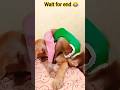 #animals #pets #animal #puppy #cute #funnyanimals #funny #goldenretreivers #funnydog