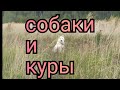 Собаки и куры. ВСЕ. Можно считать, что мы переехали.