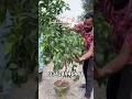 plants#fruit #gardeningtools #plantsmakepeoplehappy #unfrez #agriculture #farming