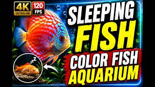Seven Signs your Fish Actually Recognizes you  Sleeping fish Color Fish Aquarium  4K Ultra HD 120FPS