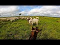 Prendendo o Gado Nelore. Vaca tudo BRAVA!!!