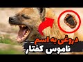 اسرار نگهداری ناموس کفتار خرافات قدیمی BARZAKH MEDIA اسرار نگهداری ناموس کفتار خرافات قدیمی BARZAKH MEDIA
