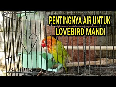 Video: Cara Mengembalikan Lovebirds ke Sangkar Mereka