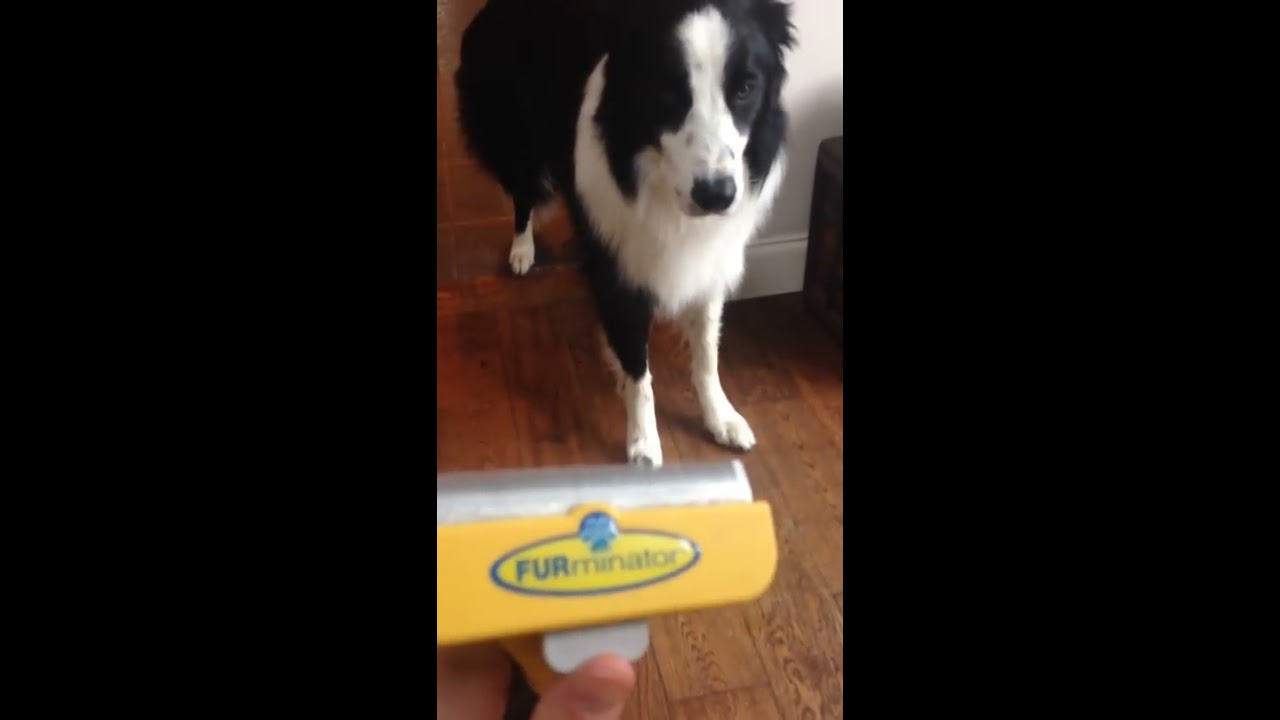 furminator for border collie