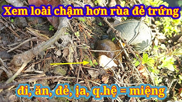 Xem cận cảnh ốc bươu đen ốc nhồi đang đẻ trứng/nuôi ốc sinh sản/black snail stuffed snail lays eggs