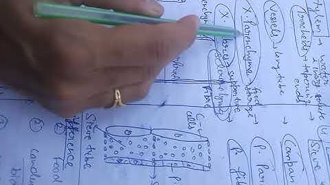 Tissues part 4... complex permanent tissue... class 9 cbse