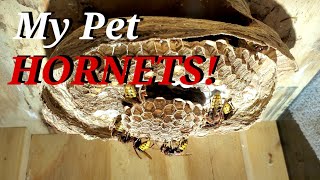 My Pet Hornets! Hornets Nests Inside Boxes!