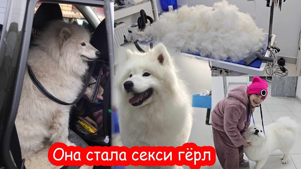 собака ебёт бабу 