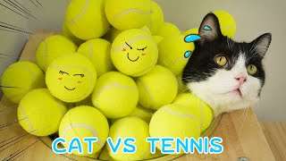 The kitten is going to be submerged by tennis!| Funny Cat Studio