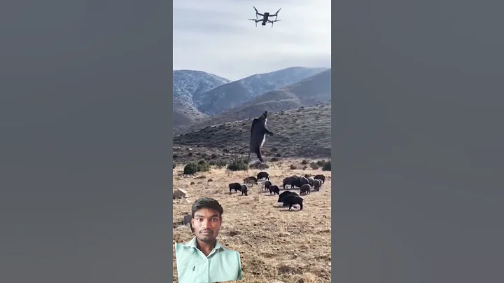 “Drones Save Villages from Boar Invasion”