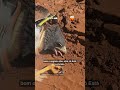 Gavião é flagrado imobilizado por cobra durante pescaria em Mato Grosso do Sul