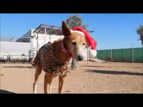 camera iphone 8 plus apk DAY 14: Xmas Cracker MITTENS
