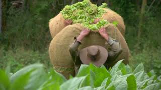 Agricultura al Día - ¿Cuál es la importancia de la agricultura familiar y asociativa?