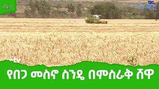 ማሳ፡-የበጋ መስኖ ስንዴ በምስራቅ ሸዋ  Etv | Ethiopia | News