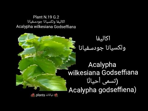فيديو: معلومات عن نبات Acalypha Copper - نصائح حول زراعة نباتات أوراق النحاس